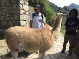 Llama in Machu Picchu